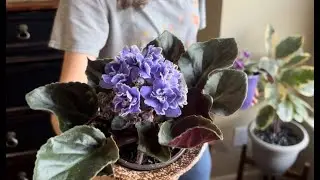 Violet Care | Powdery Mildew + Transferring my violet to a self watering planter PART 1