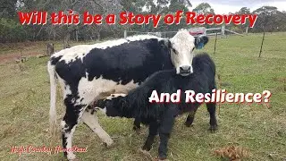 Surviving the Storm: A Week on The Homestead with Cows