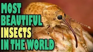 Top 10 Most Beautiful Insects In The World || Amazing World