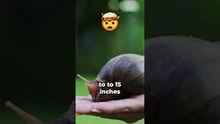 SNAILS - MIND BLOWING FACTS! 🤯