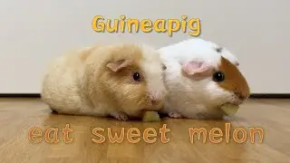 【GUINEA PIG】little piggy eat sweet melon~