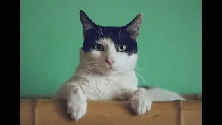 Can a Cat Freeze to Death? - Winter Safety Tips for Cats.