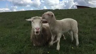 Lambing Time at Barinaga Ranch