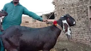 arjak Bai ka shauk number597 tahsil tanda jila faisalabad piyali pal
