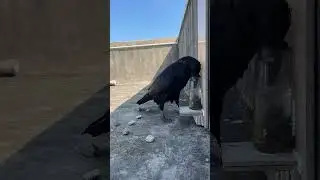 OMG Thirsty crow was a true story when I saw the crow in USA #thirstycrow #story #omg #usabird #crow