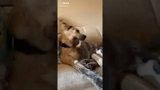 A cat and a dog overdramatic love...