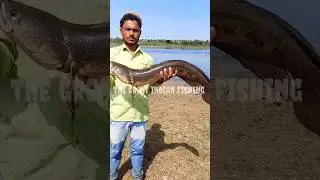 Feroz bhai first big catch #shorts #snakehead #fishing
