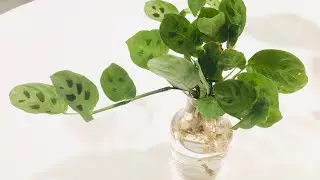 Maranta Repens - Mini Maranta - And Yes, It’s In Water Culture