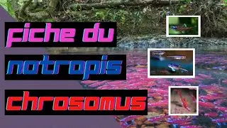 FICHE DU NOTROPIS CHROSOMUS