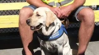 TransLink welcomes aboard guide and service dogs-in-training