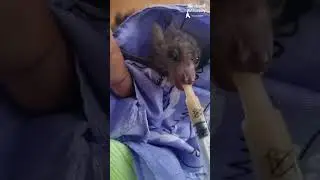 Rescued baby bat nursing on yummy baby formula #bat #rescue #baby #animals #wildlife #nursing #cute