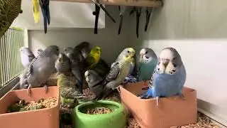 PROPER WEANING OUR BABY BUDGIES IS GRADUAL TRANSITION PARENT REGURGITATION TO SOFT SOLID FOODS 2025