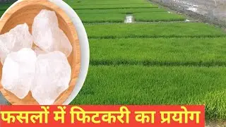 Benefits of using alum in crops.