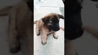 #puppy #lucu #music #anime #remix #dog