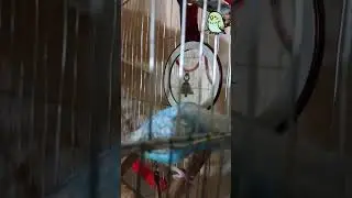 Charming Budgie Bird's Playful Antics 🐦 | Birdwatching Delight! #shorts