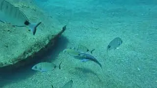 Antalya Side Sualtı M&uuml;zesi | B&uuml;y&uuml;leyici Heykeller (Side Underwater Museum) #DALIS