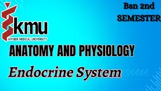 Endocrine System | Kmu | Bsn | Post RN