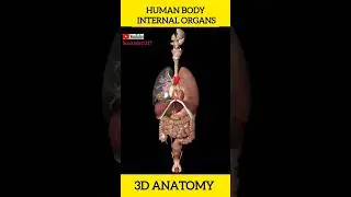 Human body | Internal organs |3D Anatomy #3danimation #humanbody #organ #health #study #shorts