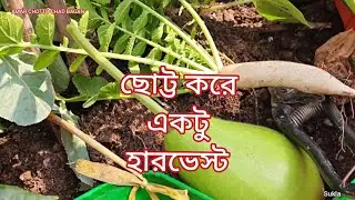 আজকের সবজি সংগ্রহ / চারটি নতুন কালো লঙ্কার গাছ  বসানো