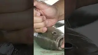The right way to kill a fish #shorts