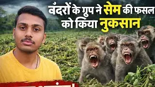 Bandaro ke group ne sem ki fhasal ko kiya nuksan 😱