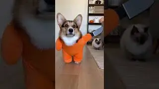 Corgi Sneaks Up in Knife Costume 😂🎃 Scary Cute Surprise #Halloween #Corgi #Costume
