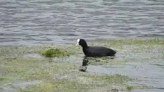 coot nest building nosterfield nature reserve 25th may 2021