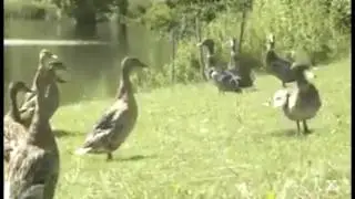 Interesting Duck Dance|  dance of ducks| dance of little ducks| dance duck song| Dance | dancing