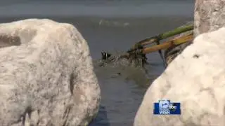 Experts Work to Save Green Bay