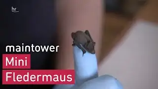 Fledermaus-Baby wird aufgepäppelt | maintower