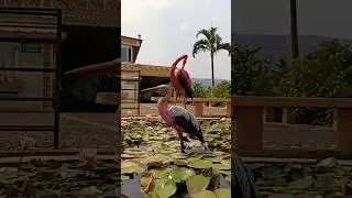 birds... 😍 #trending #nature #vlog #birds #viral #shorts