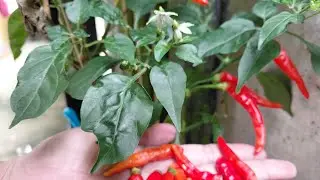 Panen cabe🌿 alhamdulillah..
