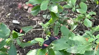 Butterfly Wonderland at Arizona Boardwalk