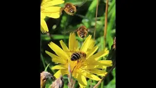 Eristalis nemorum hoverfly courtship on Rathlin Island