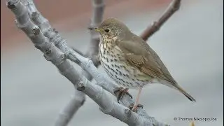 Song Thrush (Turdus philomelos) &Kappa;&epsilon;&lambda;&alpha;&eta;&delta;ό&tau;&sigma;&iota;&chi;&lambda;&alpha;