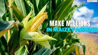 IS MAIZE FARMING PROFITABLE ?