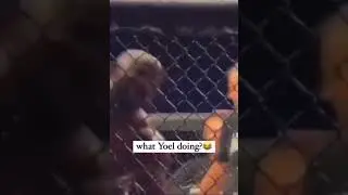 Yoel Romero BITES the FENCE after knocking out his opponent!