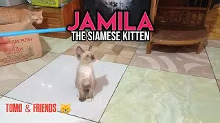 Officially Named Jamila !  Our New Siamese Kitten Is Adorable.