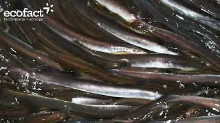 River Lamprey migration blocked at Annacotty Weir (4K)