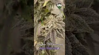 Peaches (White Runtz &times; Lemon Cherry Gelato) Week 11, Rare New Strain 2025. Living Soil, Indoor grown