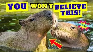 Capybara Behavior: What Are These Social Giants Hiding?