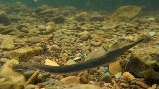 Brook Lamprey Run, Mulkear River, Lower River Shannon SAC