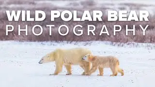 Фотографирование белых медведей в Черчилле, Манитоба, совместно с организацией Nat Hab.