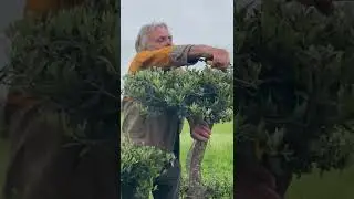 Maintaining your cloud olive tree