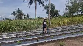 FAST FARMING TRICK: HOSE PUMP MAKES CHILI & LONG BEANS IRRIGATION EASY! -agriculture satisfying