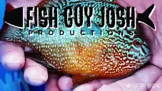 Little Logperch Ditty