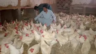 Big Egg Farm Setup by Sultan | Shocking Start