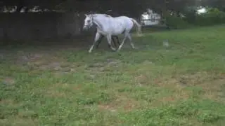 VID00038