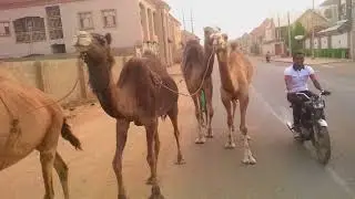 AFRICAN Camel
