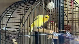 Variegated canary singing with red factor 